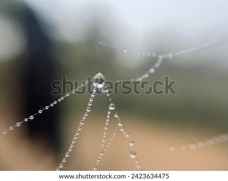 Close up picture fo raindrops on the spider web .