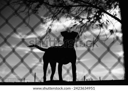 Beware of the dog concept Royalty-Free Stock Photo #2423634951