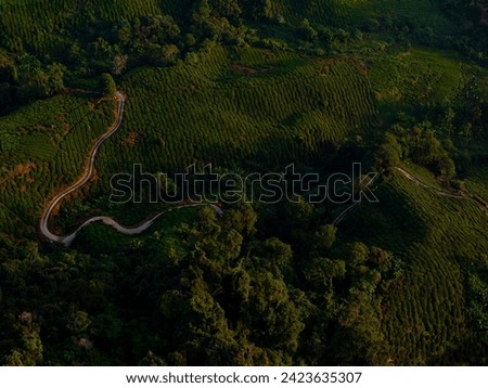 Aerial shot of tea plantations in Cameron Highlands, Malaysia. Flying over tea bushes on the hills on foggy morning