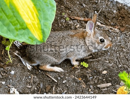A baby cottontail rabbit sits almost unnoticed against a dirt background. Camouflage. 