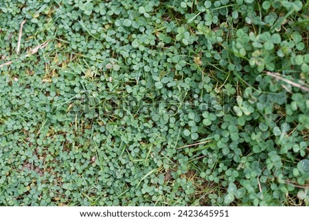 A low lying fresh green clover patch. The lush emerald lawn carpet has a three-leaf shape plant, trifolium. The outdoor pasture foliage is an Irish symbol of good luck.