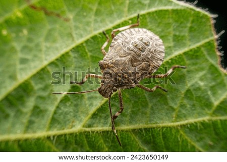 Stinkbug nymph in the wild state  Royalty-Free Stock Photo #2423650149