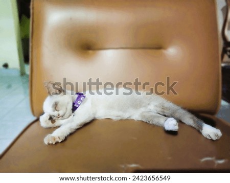sleepy kitten on the couch, my own picture