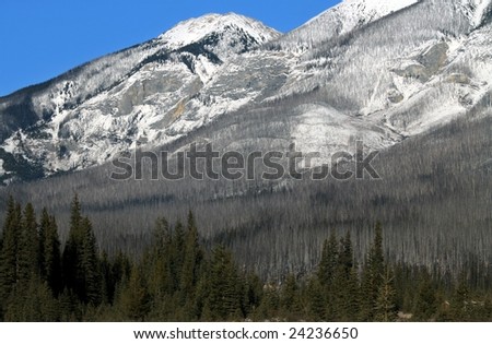 View of Canadian Rocky Mountains with bare burn forest