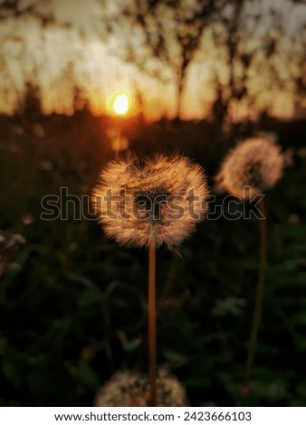 Image of a  wild flower taken while sum is setting behind it 