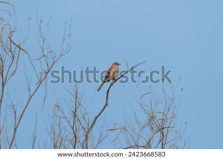 A Northern Mockingbird at Big Bend National Park in Texas
