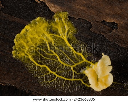 yellow plasmodium of a slime mold (Badhamia utricularis) speading away from rolled oats it had been feeding on Royalty-Free Stock Photo #2423668835