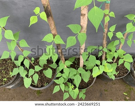 While common bean is known as a staple food source, the leaves can be used to trap bedbugs and the beans are widely used in a type of fortune-telling called "pharmancy".