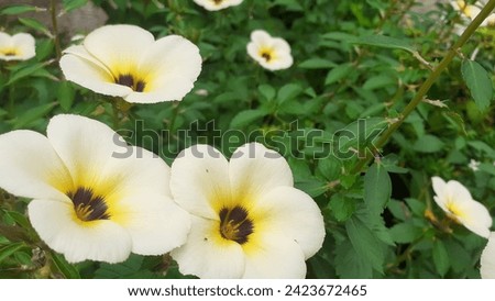 Beautifull tropical flowers is blooming in a beautifull morning in a tropical island good for background
