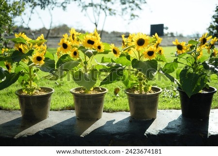 The potted sunflowers are blooming beautifully.