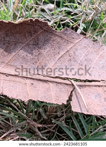 Dry leaf Micro shoot with extra details  Royalty-Free Stock Photo #2423681105