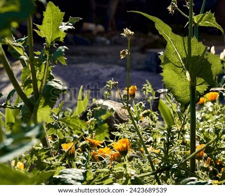 Marigolds (Calendula officinalis), lilies (Iris), cerraja (Sonchus oleraceus) in flower and immortelles (Sempervivum) in the patio of a town house. Detail plan in stone planter with antique ornament.