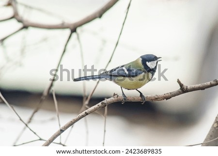 A little tit sits on a tree in winter