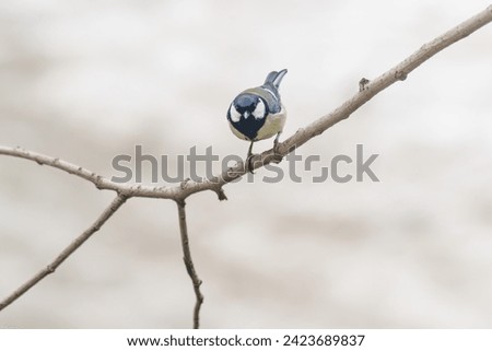 A little tit sits on a tree in winter