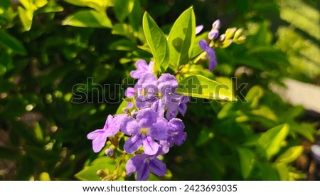Background image: a bouquet of small purple flowers on a background of green leaves.