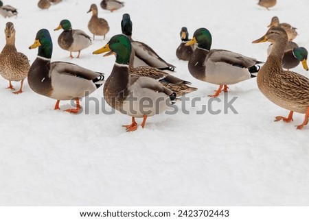 wild ducks in the snow in winter, a flock of ducks in the snow during wintering in Europe