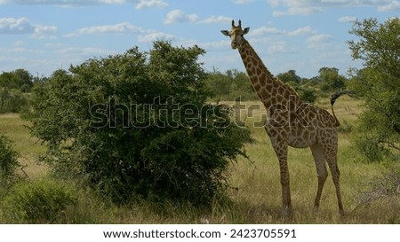Giraffe in the wild, savannah              