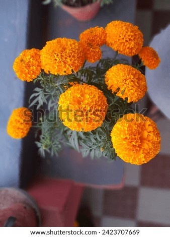 Marigolds are the ultimate deer-resistant plant, with a strong fragrance to the foliage and flowers that repels most invasive, while the roots repel nematodes under the soil.