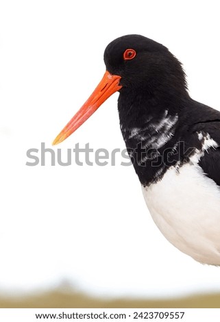 The Eurasian Oystercatcher, scientifically known as Haematopus ostralegus, is an iconic shorebird species that graces coastal areas with its distinctive appearance and behaviors. Royalty-Free Stock Photo #2423709557