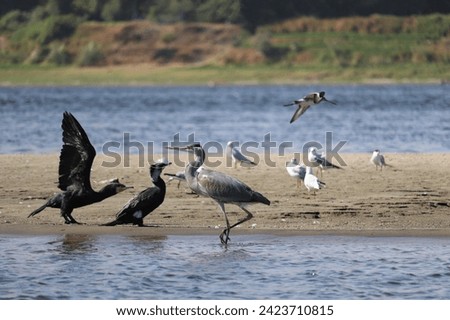 different migratory birds wintering in Aswan, Upper Egypt Royalty-Free Stock Photo #2423710815