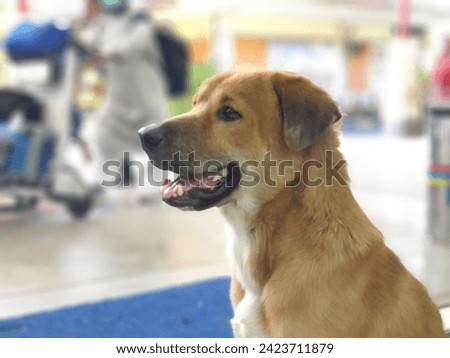 A vibrant and dynamic photo of a dog taken with bokeh effect. The bokeh effect focuses the attention on the dog as the main subject of the photo and creates an out-of-focus, soft background.