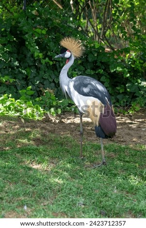 Photo a bird black crowned crane. Beautiful big bird black crowned crane Royalty-Free Stock Photo #2423712357