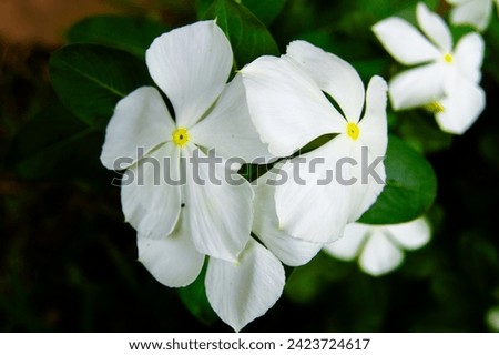 An Aesthetic Beautiful White Catharanthus Roseus Flowers Desktop Background, Periwinkle FLowers