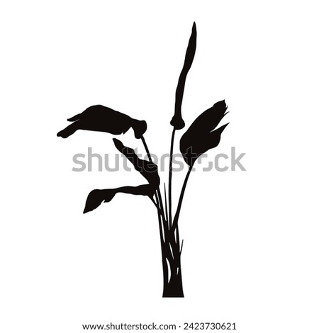 Silhouette of banana plant on white background. Symbol of nature and flora.