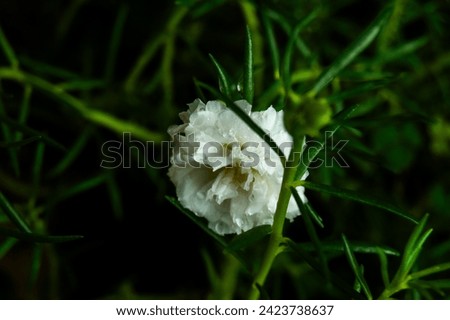 An Aesthetic Beautiful White Flowers Desktop Background 