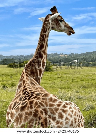 Giraffe in South Africa, highlighting natural elegance and wildlife preservation. Ideal for educational content.