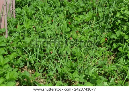 A home vegetable garden with strawberry seedlings and overgrown with green, long weeds.