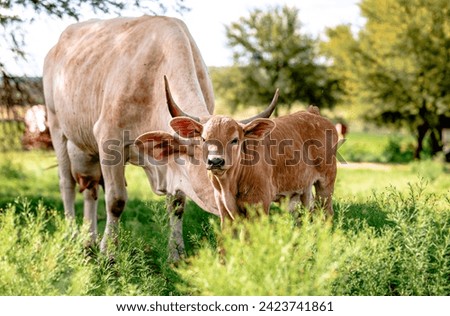amazing picture of the right place right time with cute brown baby cow standing in front of mother cow with her horns behind calf making it look like he has long horns. adorable wall art.