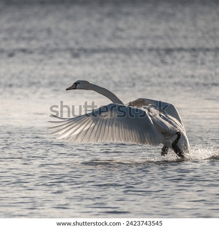 Swan taking off to fly from the sea with water in the backgroud. Photo taken with very fast shutter speed.
