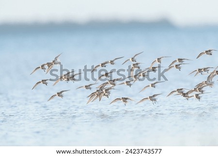 Flocks of small migratory shorebirds in flight, taken in September these birds are reaching the end of their migration from the northern hemisphere in our area and looking for a place to rest and feed Royalty-Free Stock Photo #2423743577