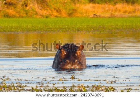 A lone Hippo defending his territory in the Okavango Delta, Botswana