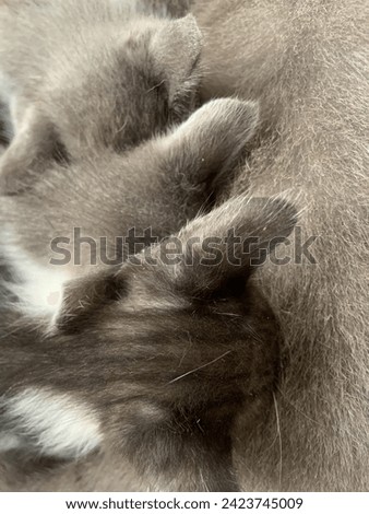 Beautiful cat nursing her many kittens
