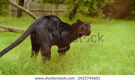 Black panther in the wild, on the grass
