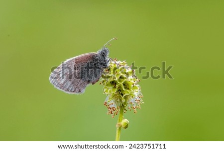 Lesser Jumping Nymph butterfly (Coenonympha pamphilus) on the plant Royalty-Free Stock Photo #2423751711