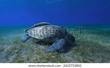 Wild Life animals HD Photos With High Quality Images Royalty-Free Stock Photo #2423753041