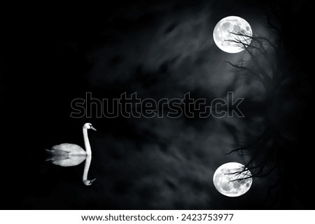 Swimming swan. Black white wildlife photography.  