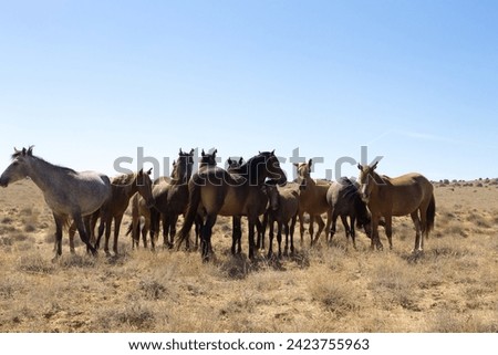Horses breeding in Mangystau, Torish area, Kazakhstan. Herd of horses