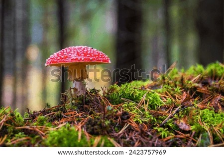 single red mushroom in forest.Amanita muscaria or “fly agaric“ is a red and white spotted poisonous Toadstool Mushroom. Group of fungi in a autumn season forest Royalty-Free Stock Photo #2423757969