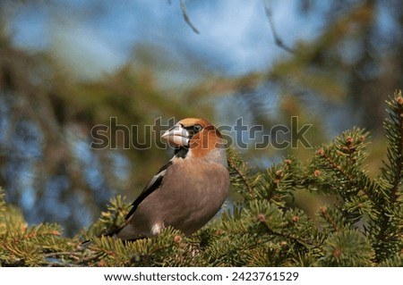 A fascinating  Hawfinch  stands on a spruce branch and looks around for a food. A hungry and magnificent bird with massive bill. Royalty-Free Stock Photo #2423761529