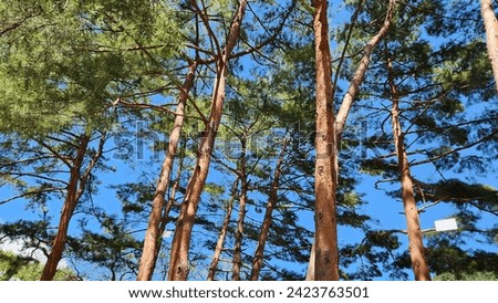 Find trees and blue sky