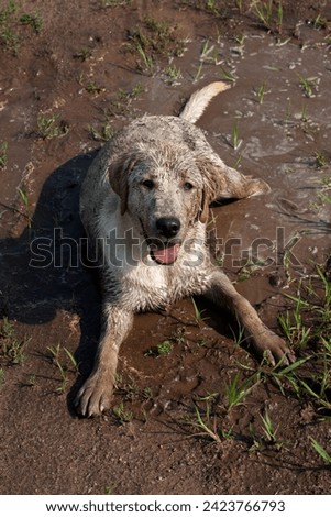 Labrador Retriever playing in the mud