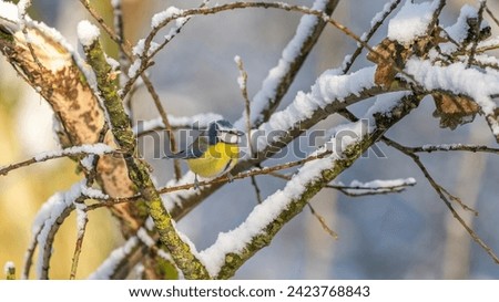 A perched Blue Tit in the snow