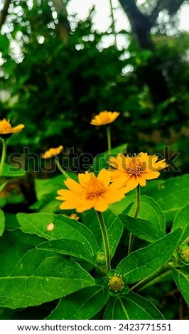 #little sunflower picture, #little sunflower