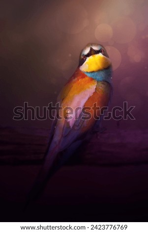 Colorful bird.  wildlife photography. Artistic wildlife photography.