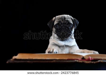 Pug dog with glasses. Pug puppy is reading book. Smart dog. Black background. Portrait of pug on black background. Knowledge Day or student holiday.
