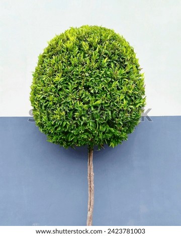 A meticulously trimmed round green bush stands against a dual-toned wall, showcasing nature’s symmetry and man’s artistry. The vibrant green foliage contrasts beautifully with the minimalist backdrop